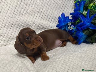 Miniature Dachshund dogs BEAUTIFUL KC MINI DACHSHUND READY TO LEAVE 23/12 - Advert 6