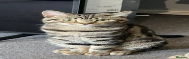 Domestic Shorthair 