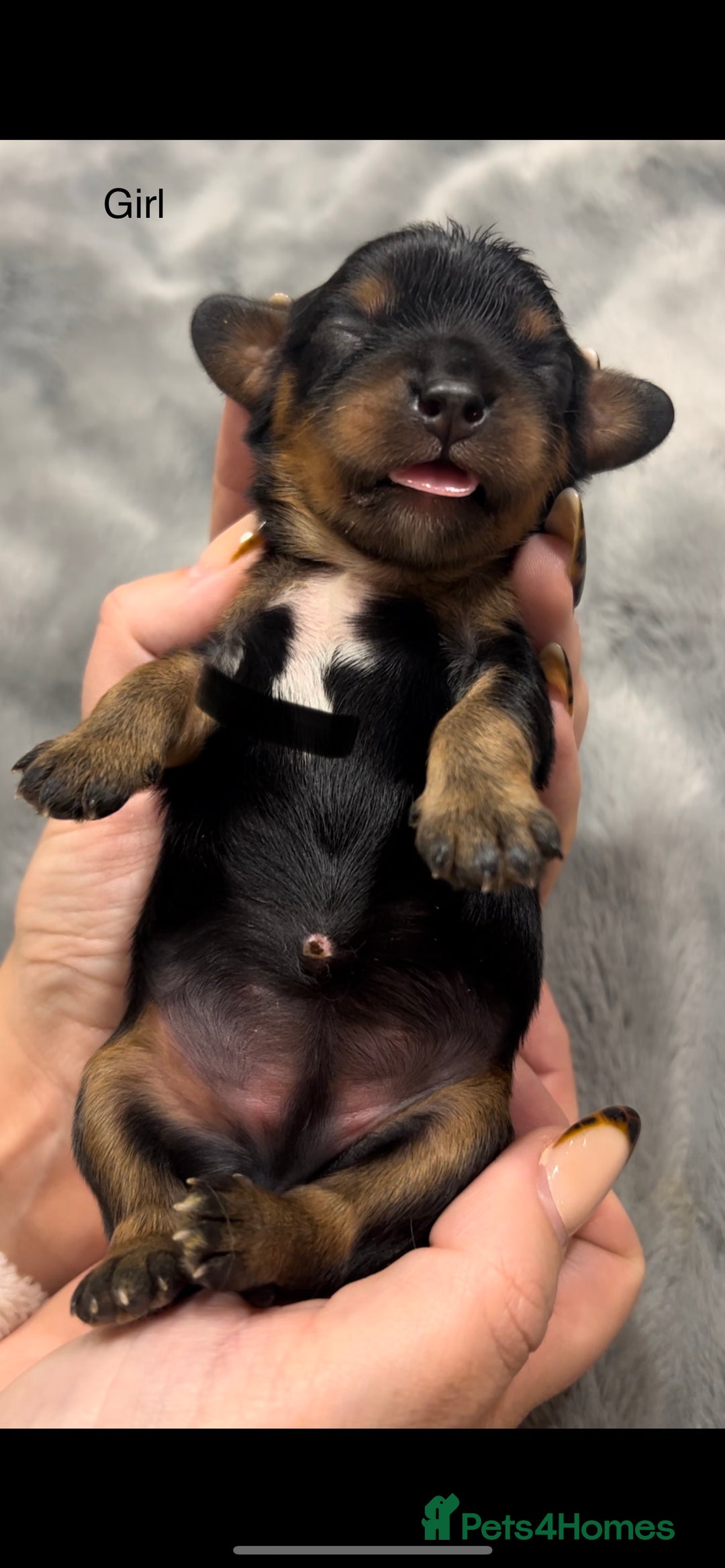 Cavalier King Charles Spaniel dogs for sale: Chocolate Kc reg cavalier King Charles - Advert 10