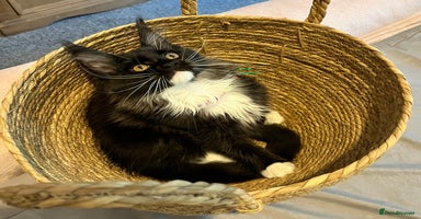 Maine Coon cats - Advert 5