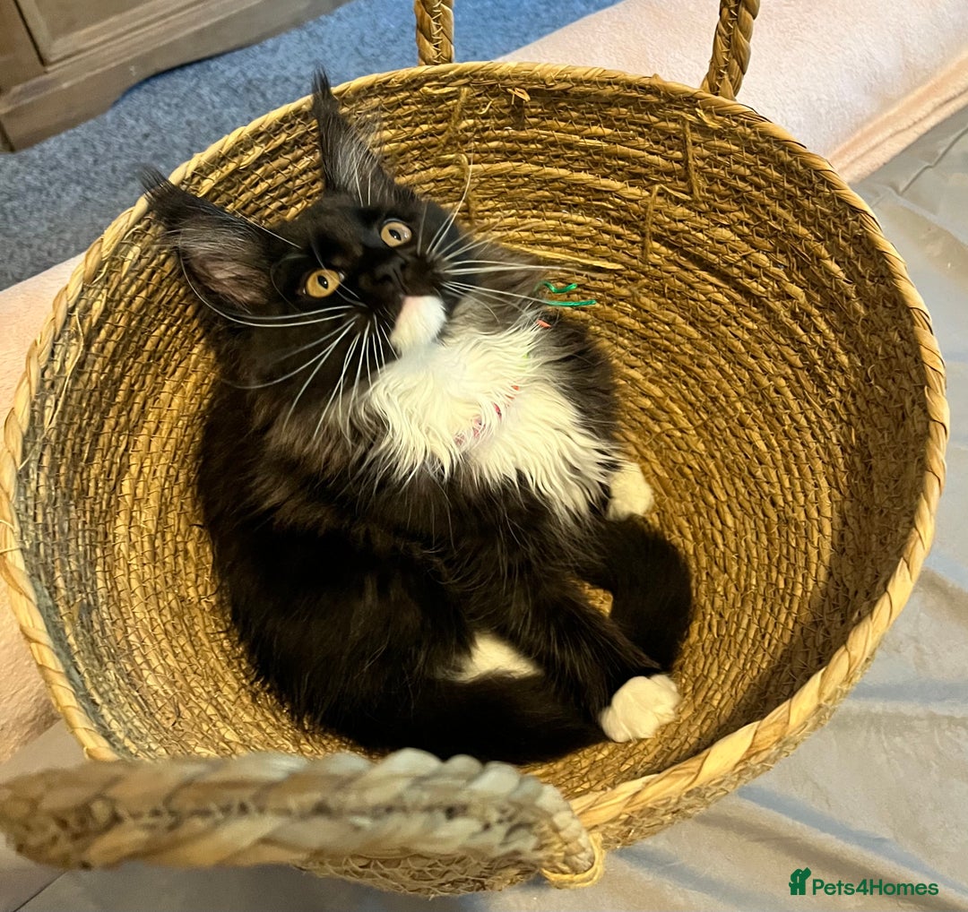 Maine Coon cats for sale: GCCF active / domestic Maine Coon  - Image 8