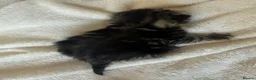Mixed Breed cats for sale: 6x Scottish Fold/Main Coon/Bengal Kittens  - Advert 13