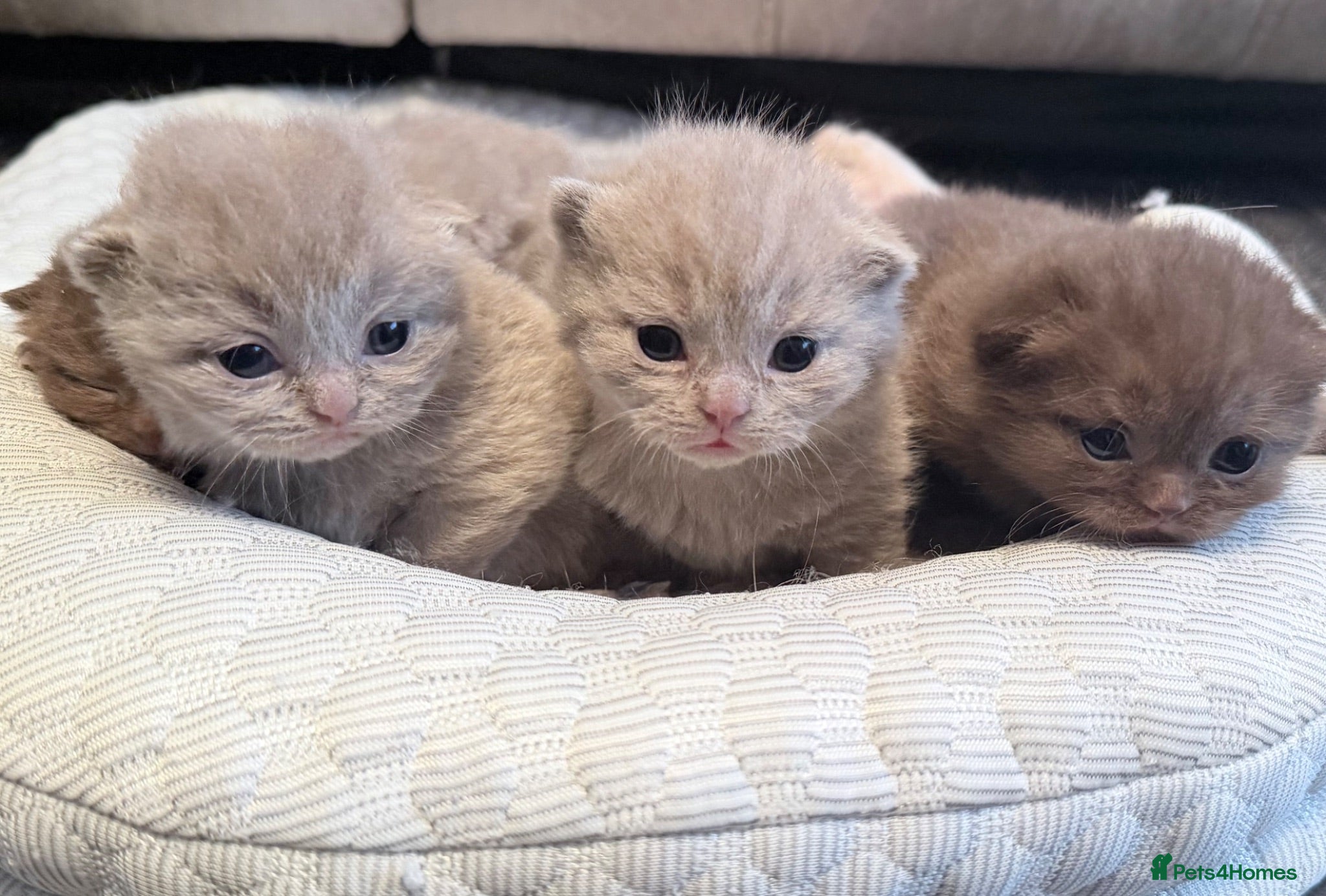 British Shorthair cats Beautiful GCCF Registered BH Kittens, Choc & Lilac - Advert 1