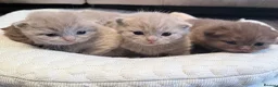 British Shorthair cats for sale: Beautiful GCCF Registered BH Kittens, Choc & Lilac - Advert 1
