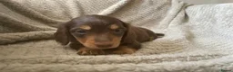 Miniature Dachshund dogs for sale: Qualiyy Miniature Long Haired Dachshunds in Bridgend - Advert 15