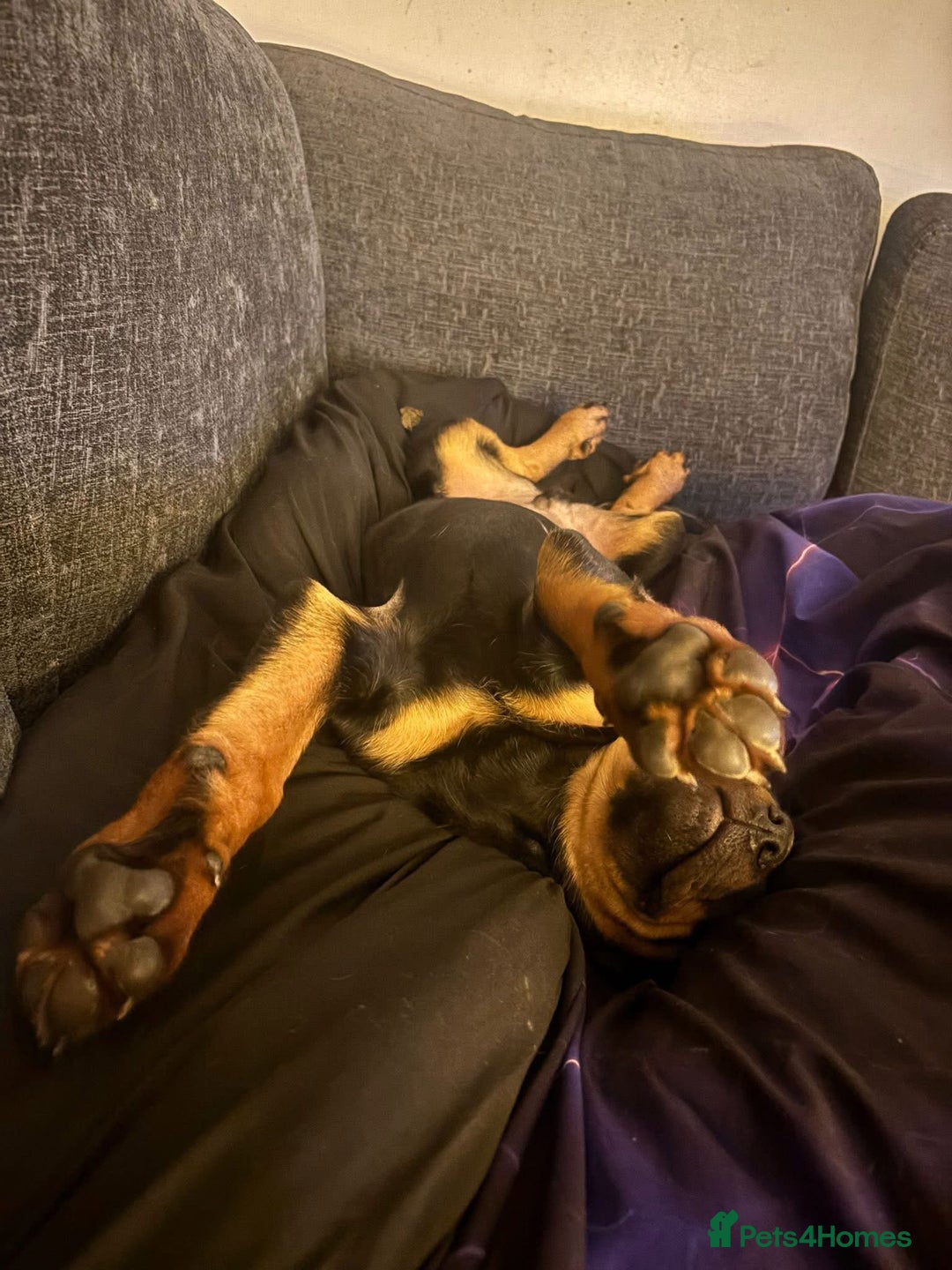 Rottweiler dogs for sale: 4 month old Rottweiler male - Advert 5