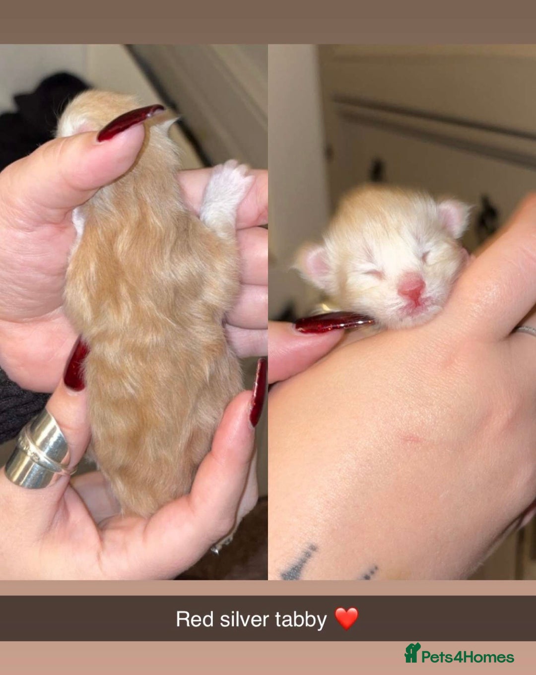 Maine Coon cats for sale: FULL BREED MAINECOONS - Advert 6