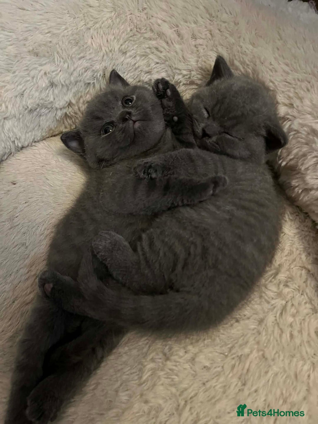 British Shorthair cats for sale: BEAUTIFUL BRITISH SHORTHAIRS - Advert 3