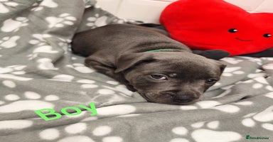 Staffordshire Bull Terrier dogs - Advert 1