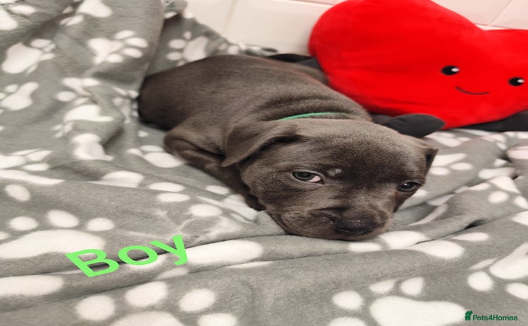 Staffordshire Bull Terrier dogs - Advert 1