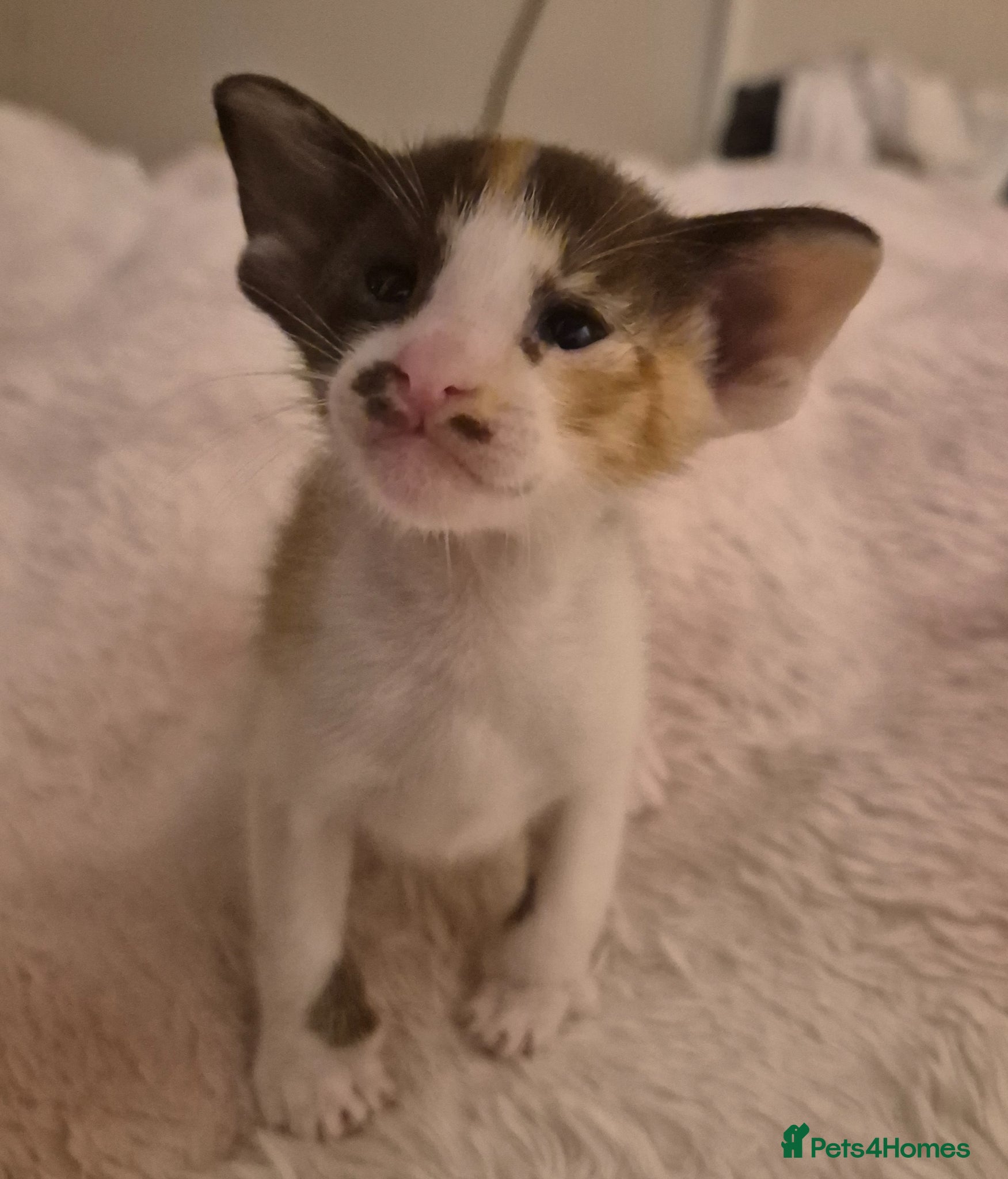 Oriental cats Pedigree Oriental kittens  - Advert 2