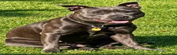 Staffordshire Bull Terrier dogs for sale: KC registered Blue Puppies for sale - Advert 2