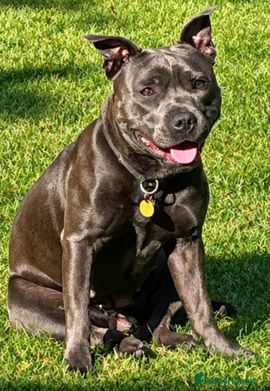 Staffordshire Bull Terrier dogs for sale: KC registered Blue Puppies for sale - Advert 2