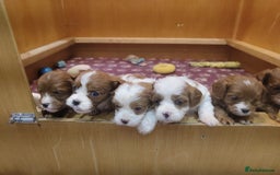 Cavapoo dogs for sale: Amazing quality cavapo litter  - Advert 1