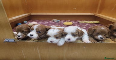 Cavapoo dogs Amazing quality genuine F1 cavapo litter  - Advert 5