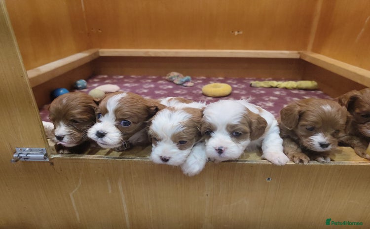 Cavapoo dogs Amazing quality cavapo litter  - Advert 4