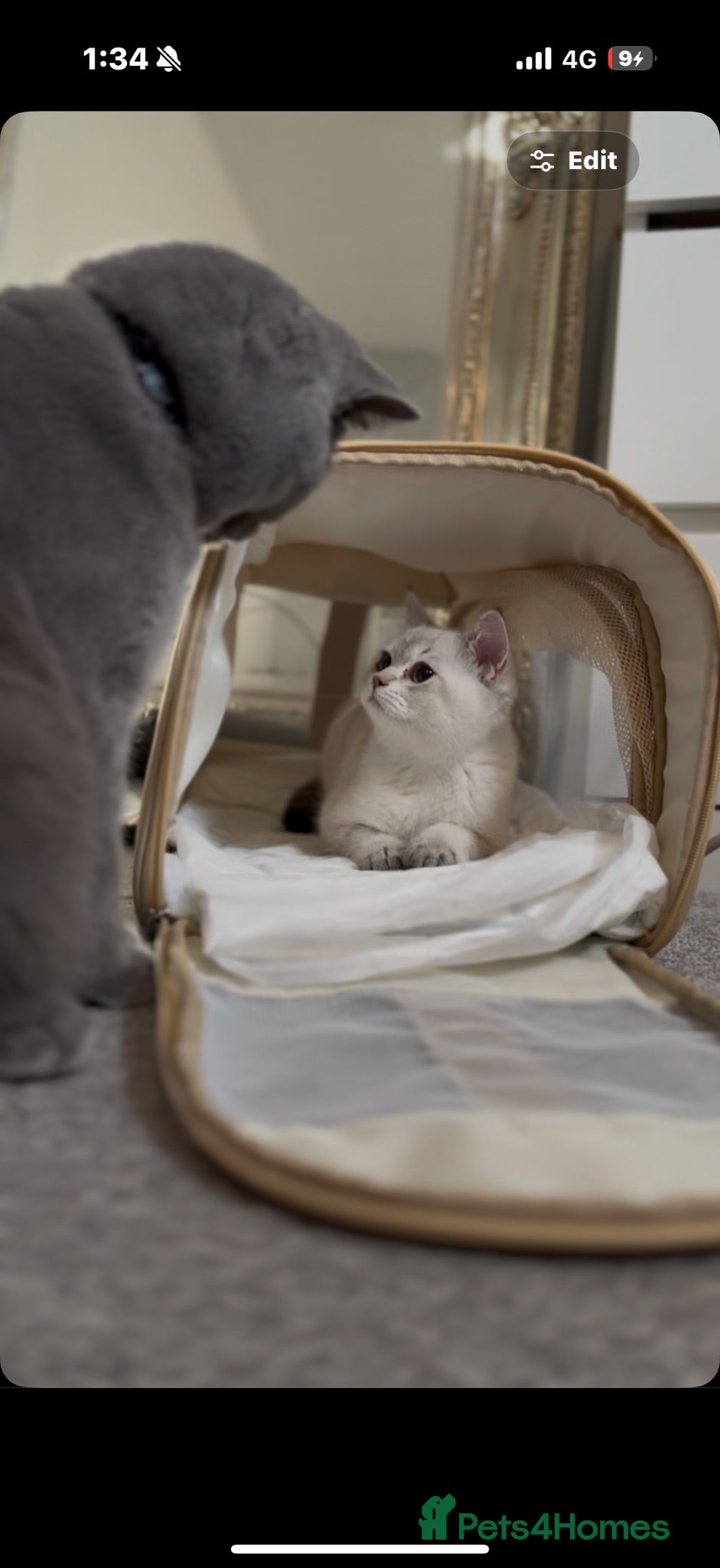 Scottish Fold cats Beautiful Scottish Fold Kitten - Advert 2