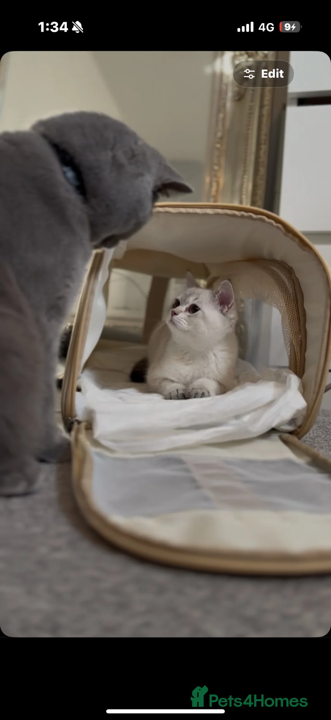Scottish Fold cats for sale: Beautiful Scottish Fold Kitten in Grays - Advert 1