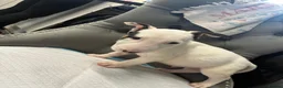 English Bull Terrier dogs for sale: Two beautiful English bull terrier puppies  - Advert 10