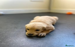Golden Retriever dogs for sale: Golden retriever puppies for sale  - Image 5