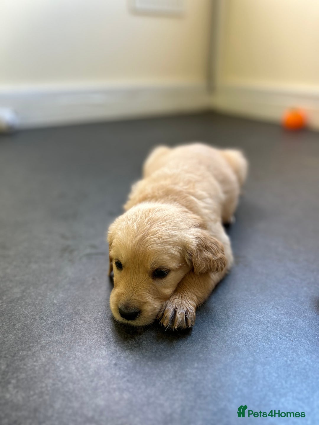 Golden Retriever dogs for sale: Golden retriever puppies for sale  - Image 5