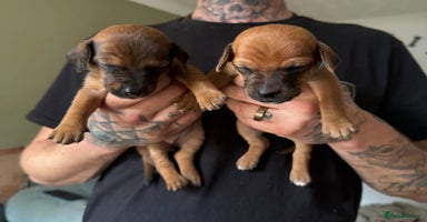 Mixed Breed dogs - Advert 4