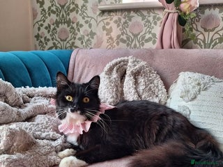 Mixed Breed cats - Advert 25
