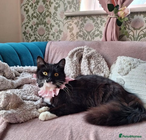 Mixed Breed cats - Advert 7