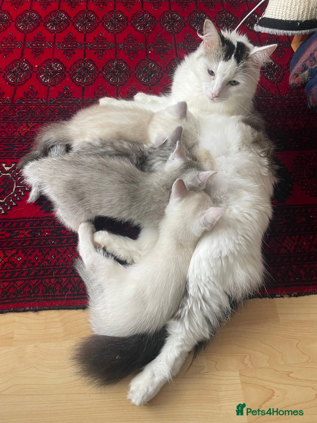 British Shorthair cats for sale: 4 Beautiful British short hair & Ragdoll kittens - Image 3