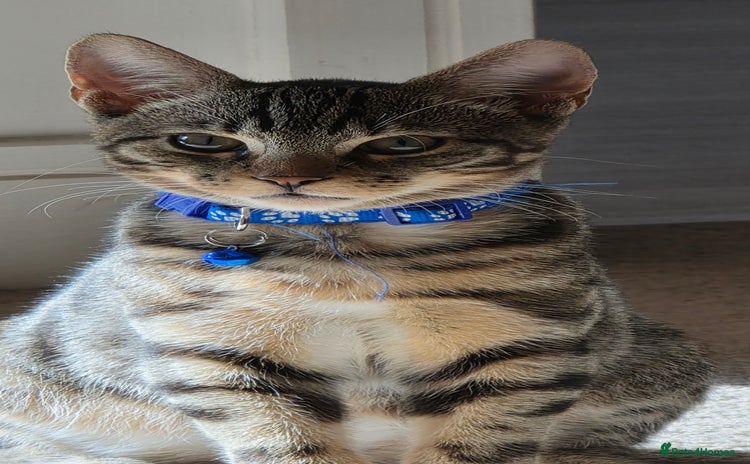 Mixed Breed cats - Advert 7