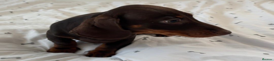 Miniature Dachshund Puppy 4