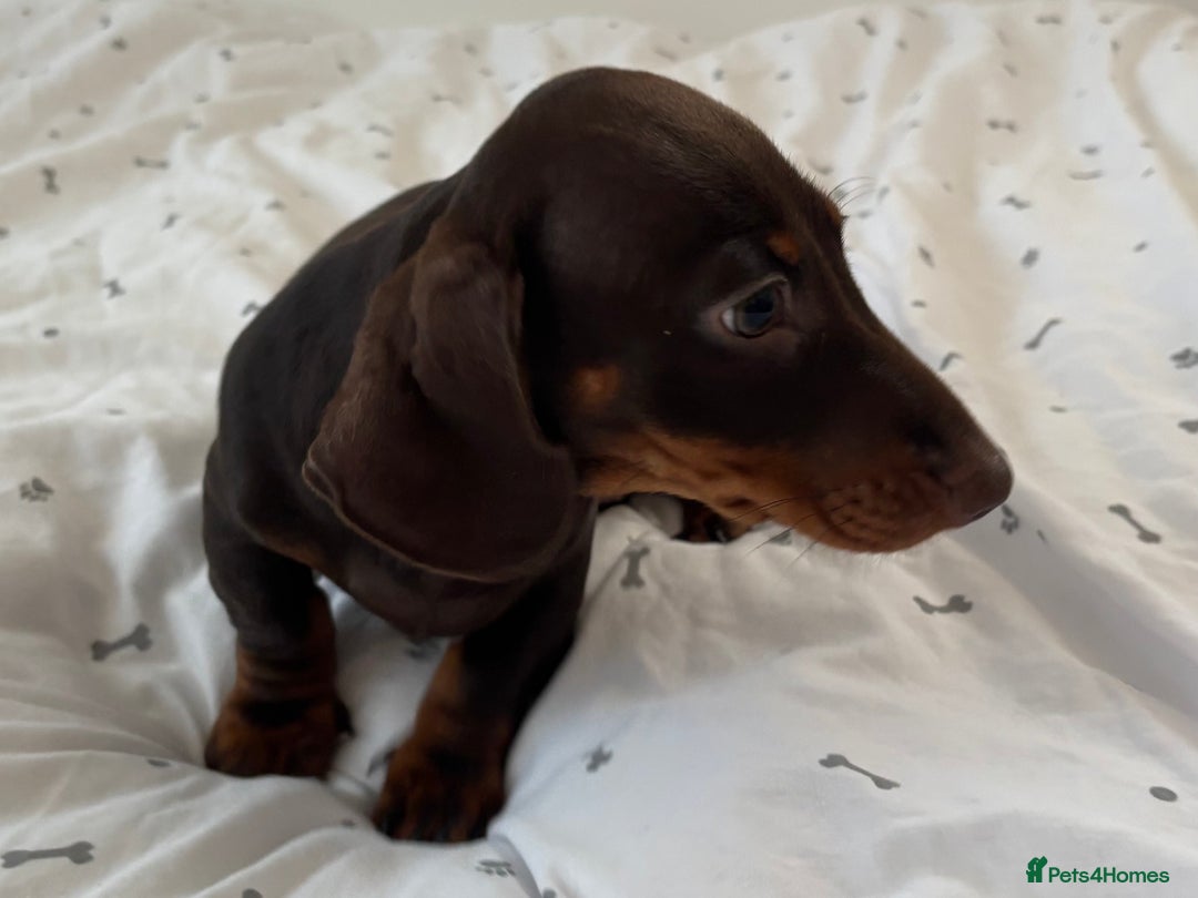Miniature Dachshund dogs for sale: KC Registered Miniature Dachshund Puppies For Sale - Image 4