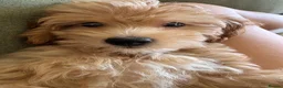 Maltipoo dogs for sale: Teddy our Golden Maltipoo looking for a good home in Bournemouth - Advert 1