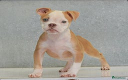 Olde English Bulldogge dogs for sale: 23 YEARS EXPERIENCE, 5⭐️RATED LICENSED.  - Image 5