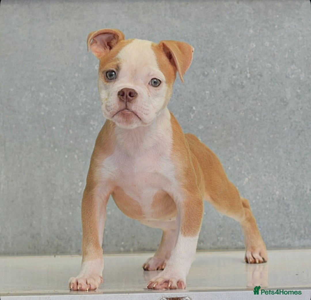 Olde English Bulldogge dogs for sale: 23 YEARS EXPERIENCE, 5⭐️RATED LICENSED.  - Image 5
