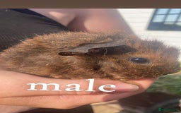 Guinea Pig rodents for sale: beautiful baby guinea pigs - Image 6