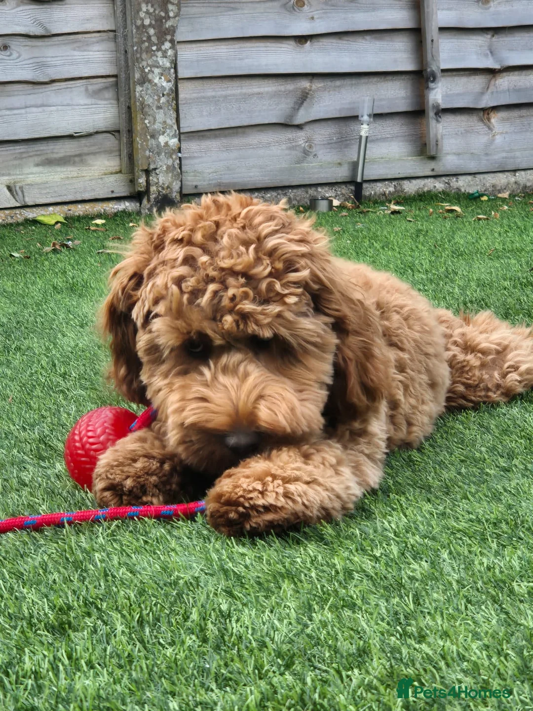 Cockapoo dogs for sale: 2 year old female cockapoo  - Advert 8
