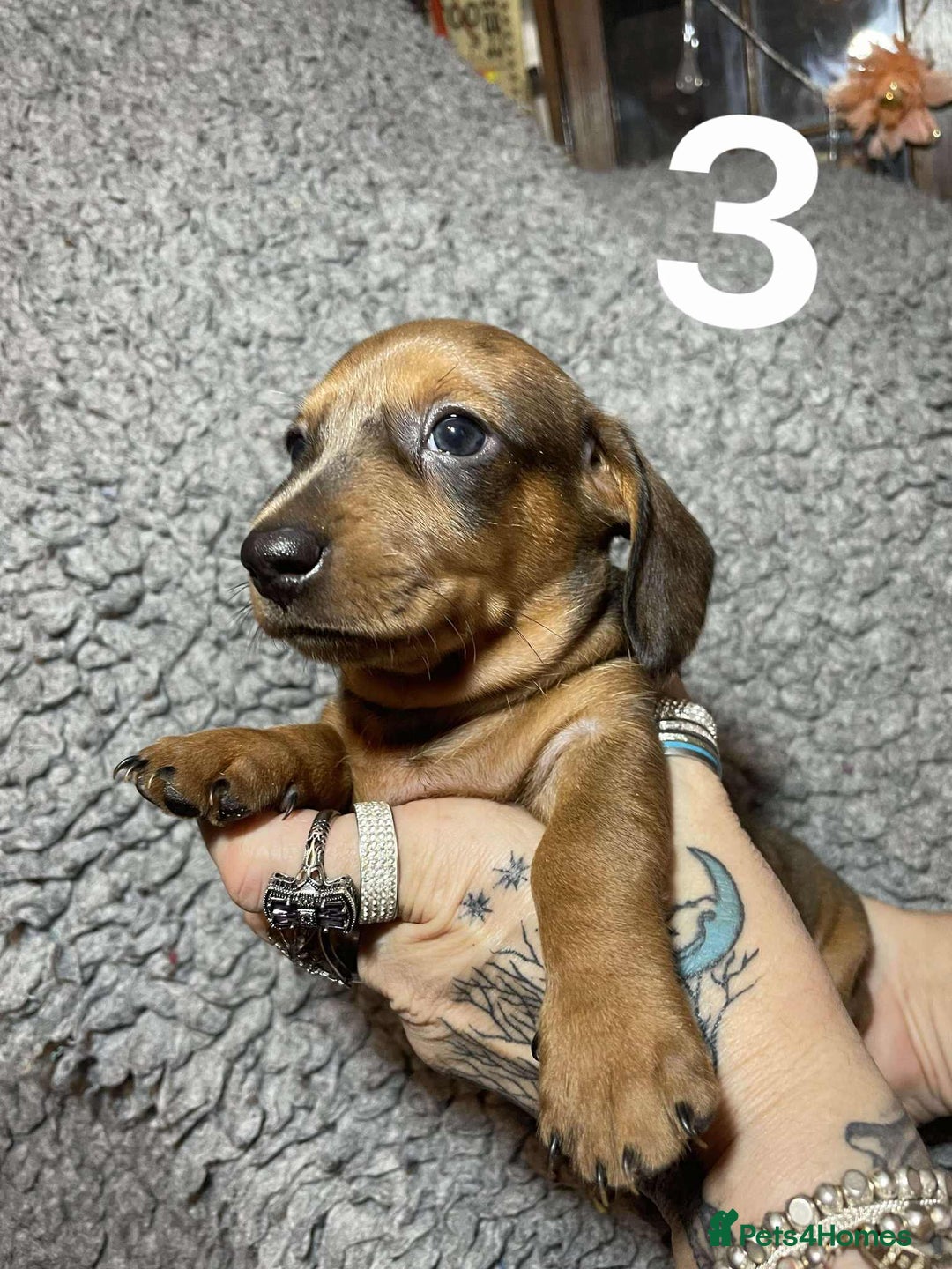 Dachshund dogs for sale: Stunning Litter of dachshund Puppies - Advert 9