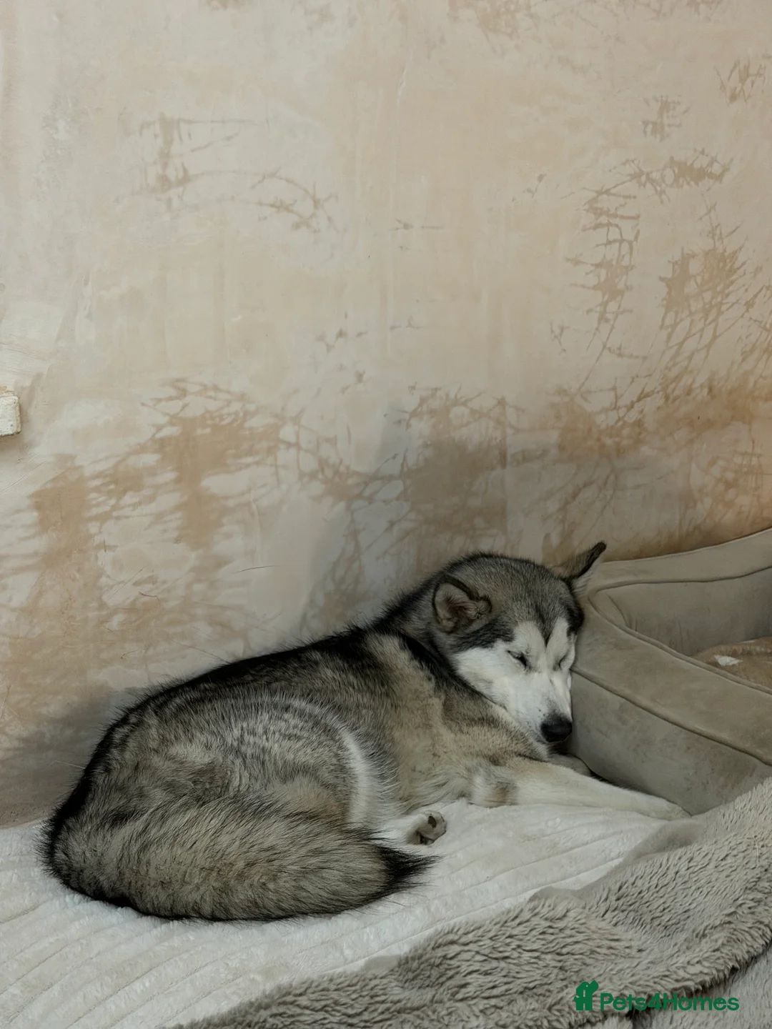 Alaskan Malamute dogs for sale: 2 female Alaskan malamutes 🩷 - Advert 9