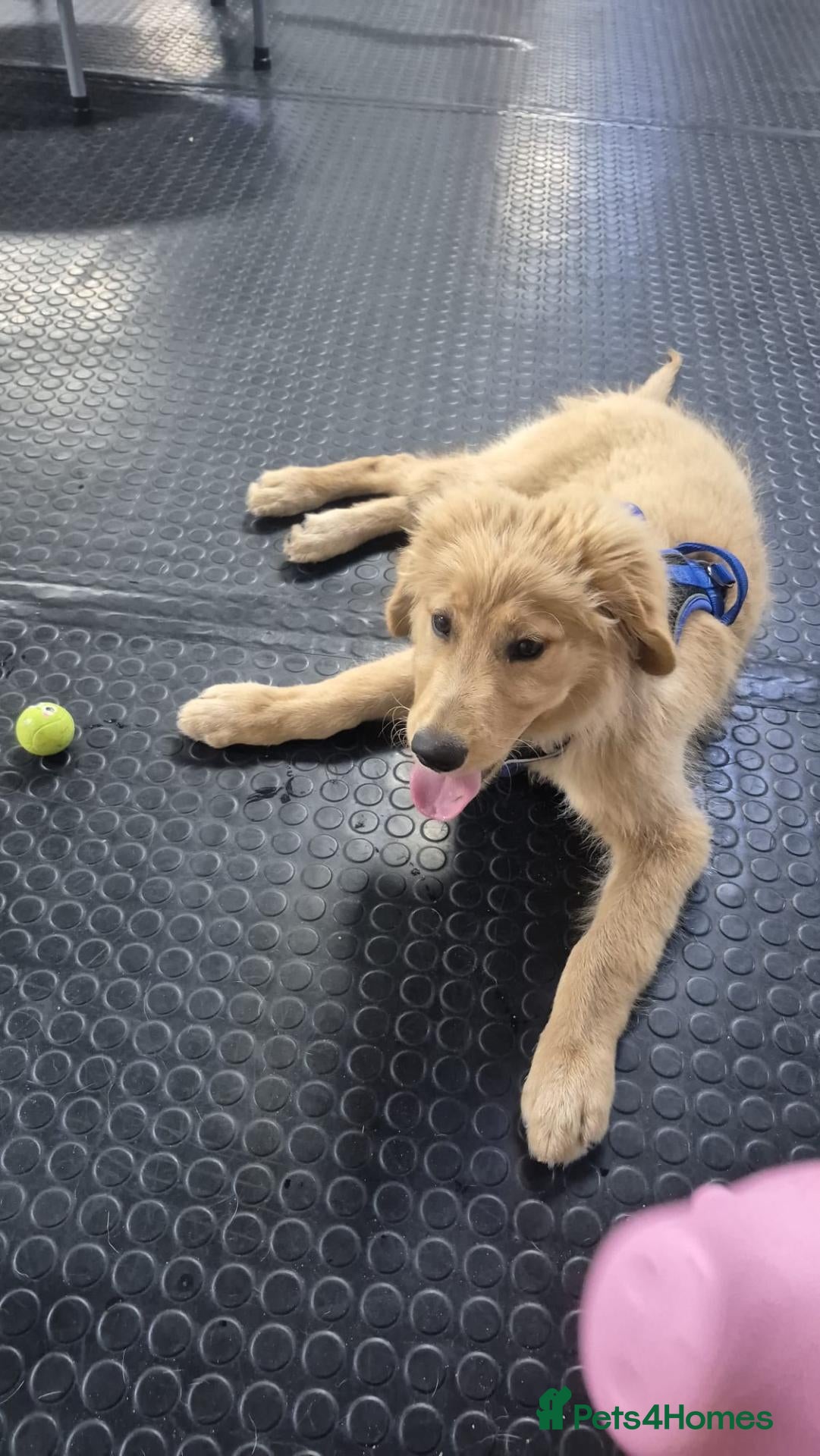 Mixed Breed dogs 5 month old border retreiver  - Advert 2