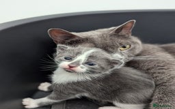 Mixed Breed cats for sale: Two Adorable Kittens – Ready for New Homes - Image 5