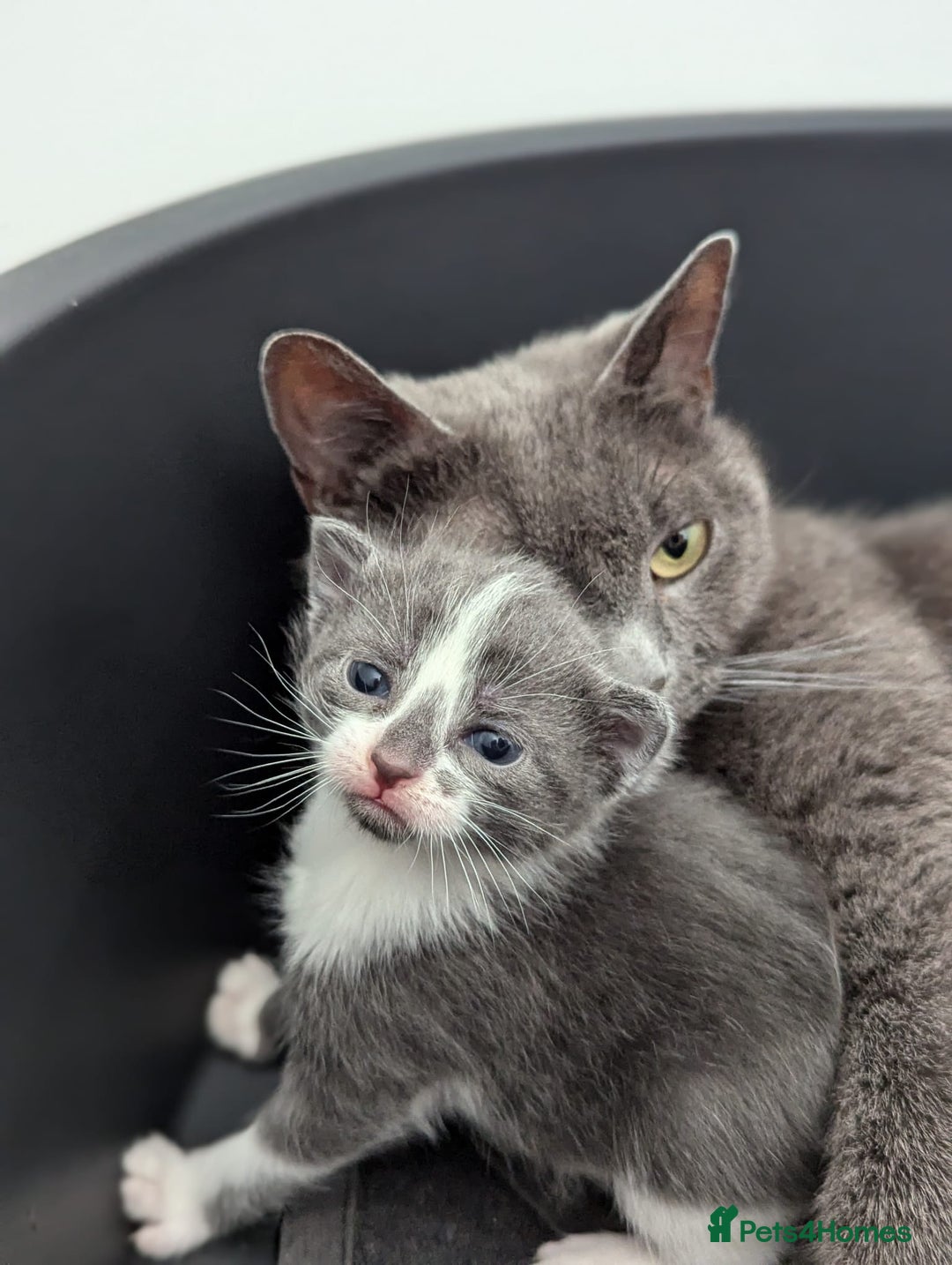 Mixed Breed cats for sale: Two Adorable Kittens – Ready for New Homes - Image 5