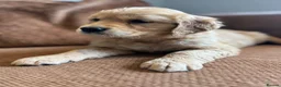 Golden Retriever dogs for sale: 1 Gorgeous Golden Retriever  Health Tested  - Advert 10