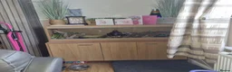 Snake reptiles for sale: Male cb24 royal python  in Leicester - Advert 4