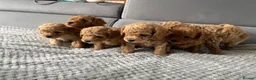 Poochon dogs for sale: F1B PUPPIES POOCHON CROSS TOY POODLE in Swansea - Advert 4