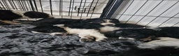 Border Collie dogs for sale: 6 Border collie pups - Advert 4