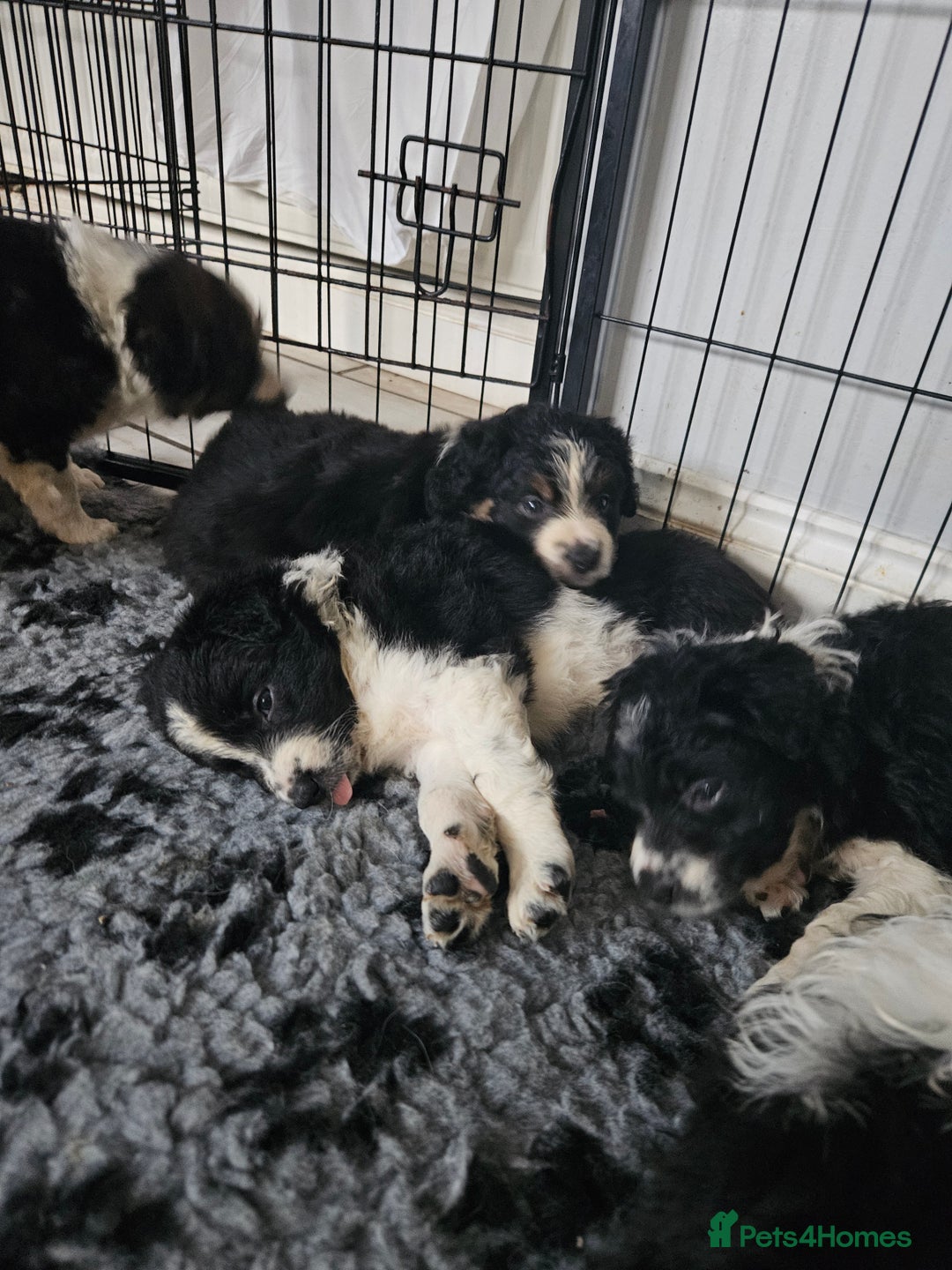 Border Collie dogs for sale: 6 Border collie pups - Advert 4