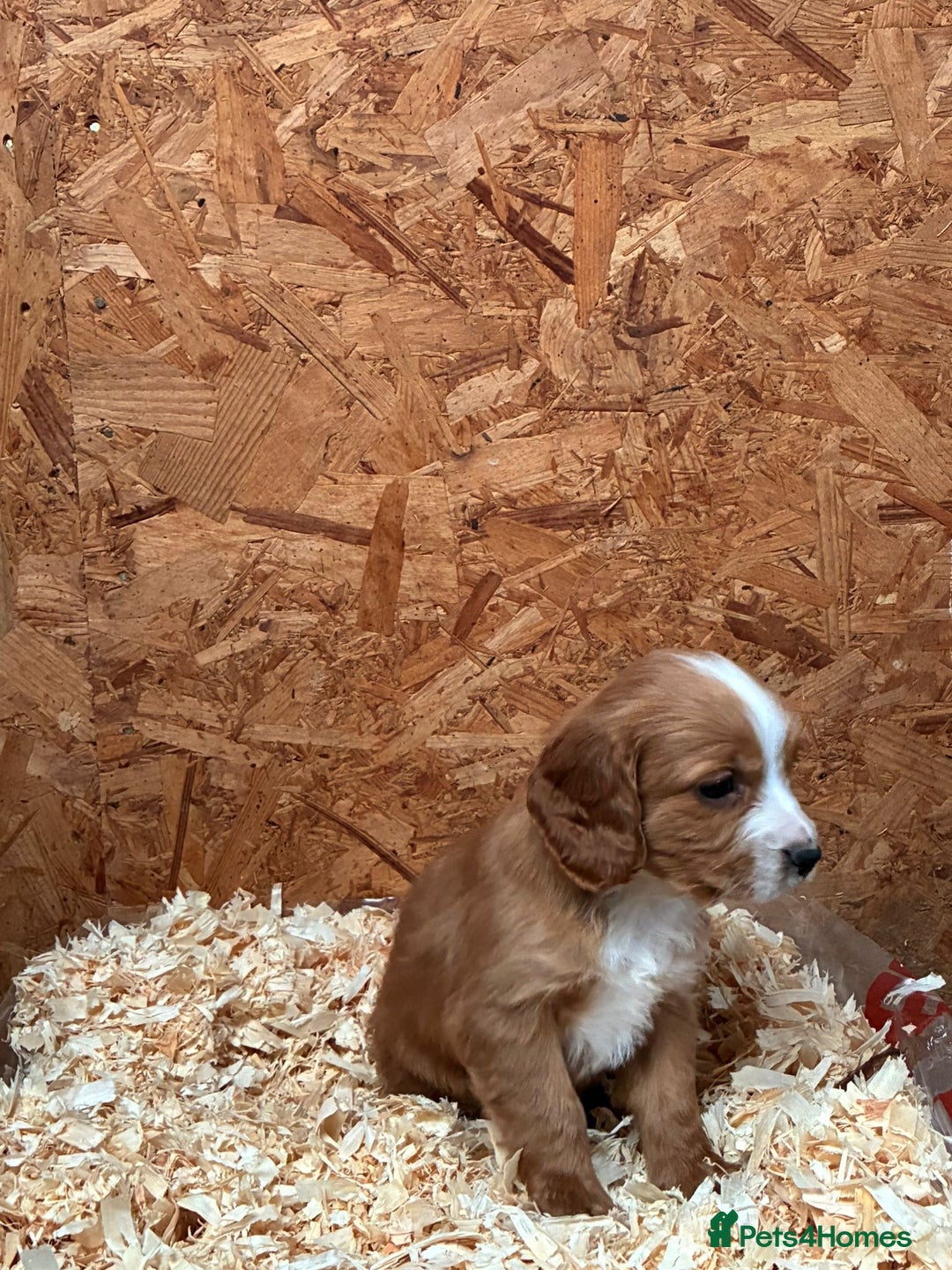 Cocker Spaniel dogs for sale: Working cocker spaniels  - Advert 7