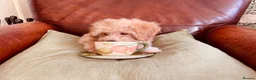 Maltipoo dogs for sale: TOY MALTIPOO GIRL AVAILABLE - Advert 7