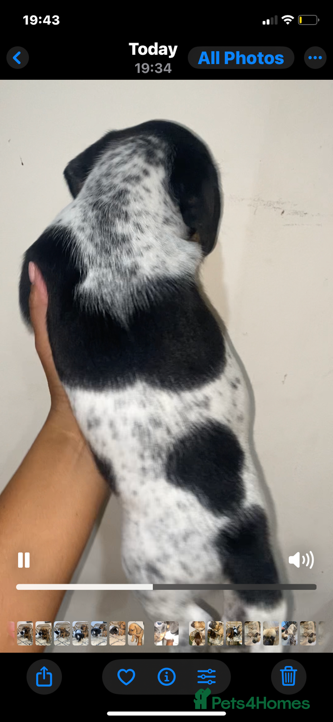 Mixed Breed dogs for sale: French Bull Weiner dogs 6 weeks old  - Image 9